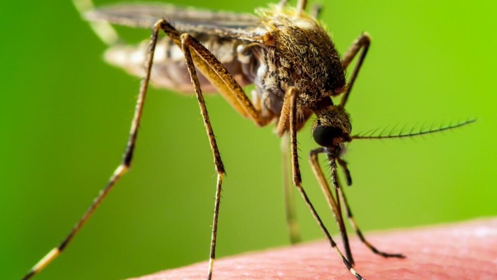 This image has an empty alt attribute; its file name is mosquito-2_0-1024x576.jpeg